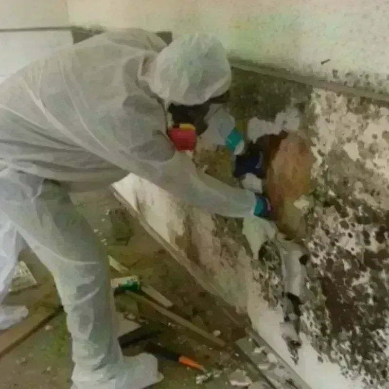 Mold Remediation and Removal in Riverside, PA